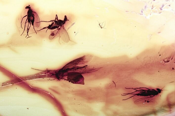 Detailed Fossil Flies and Moth In Baltic Amber - Mate Guard! #335864